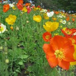 Chicago Botanic Gardens Poppies