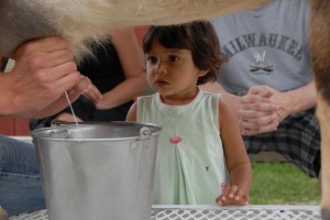 The Farm goat milking