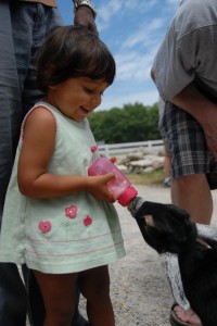 The Farm goat feeding with bottle