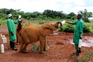 Exploring Karen in Nairobi, Kenya