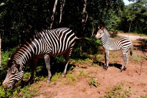 zebras in our driveway in lusaka 3.14