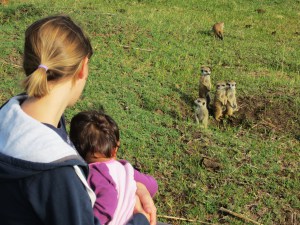 Meerkats at Moolmanshoek