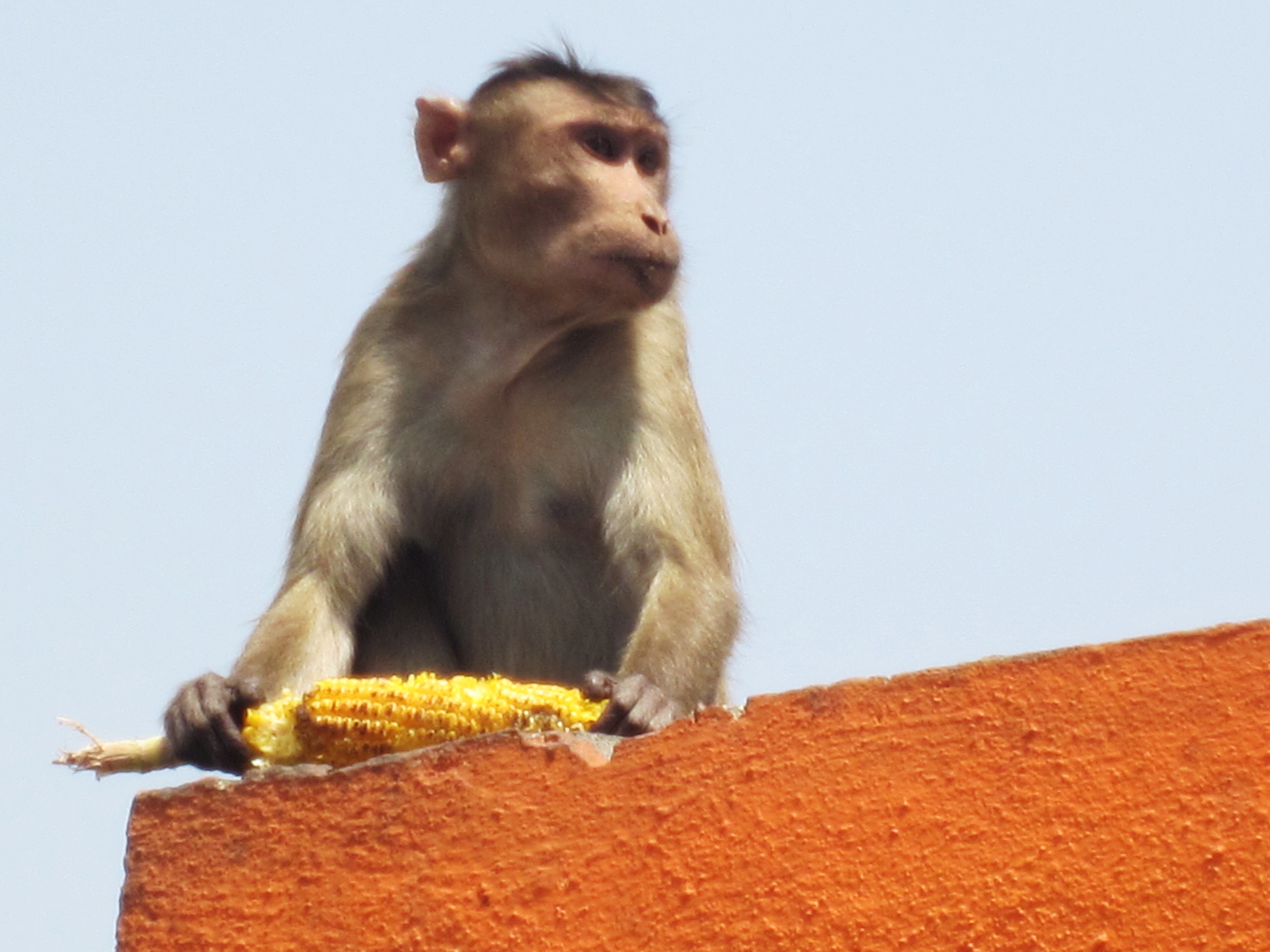 The Joy of Monkey Bandits and Boats (Elephanta Island, Mumbai, India)