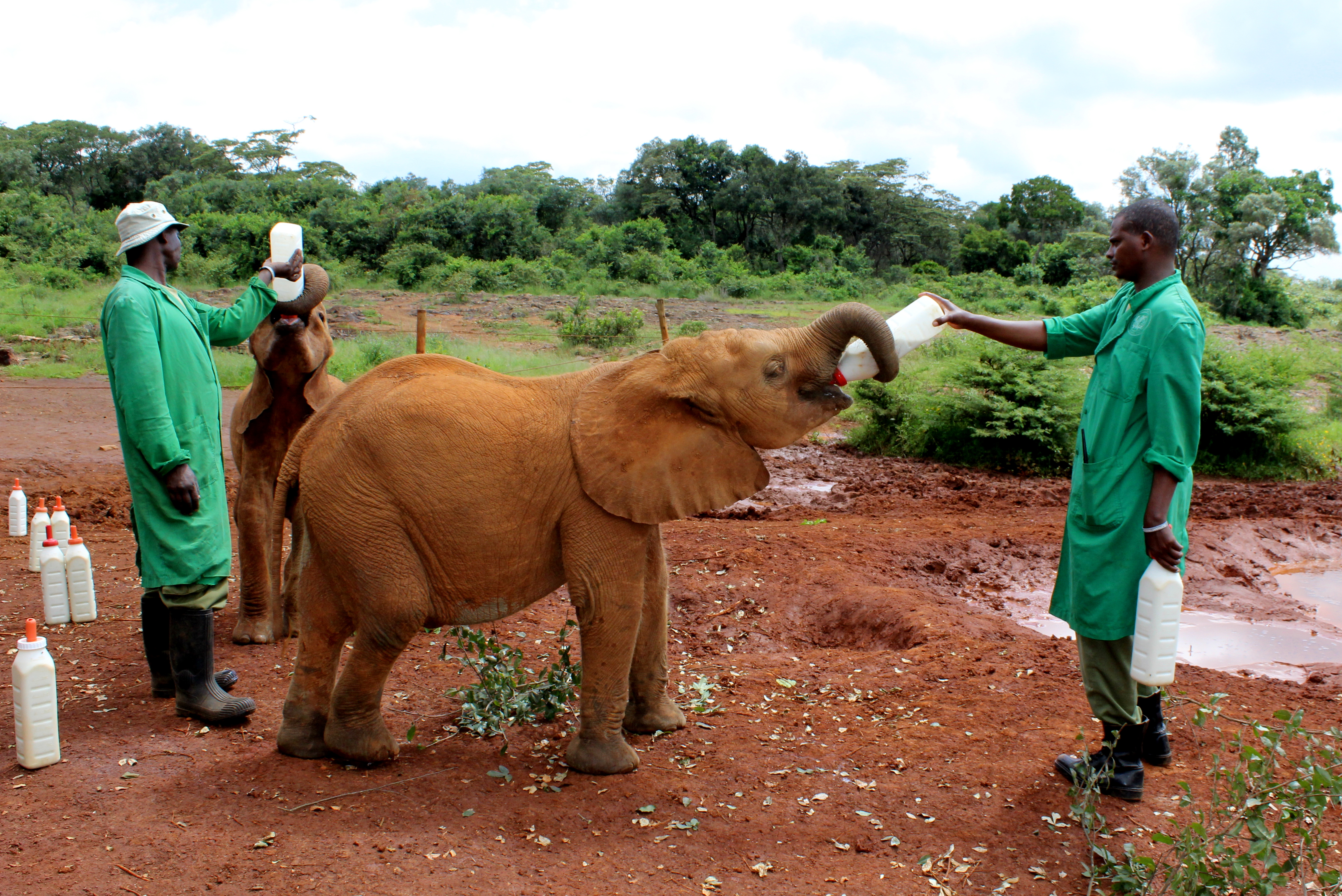 Exploring Karen in Nairobi, Kenya, with a Toddler and an Infant