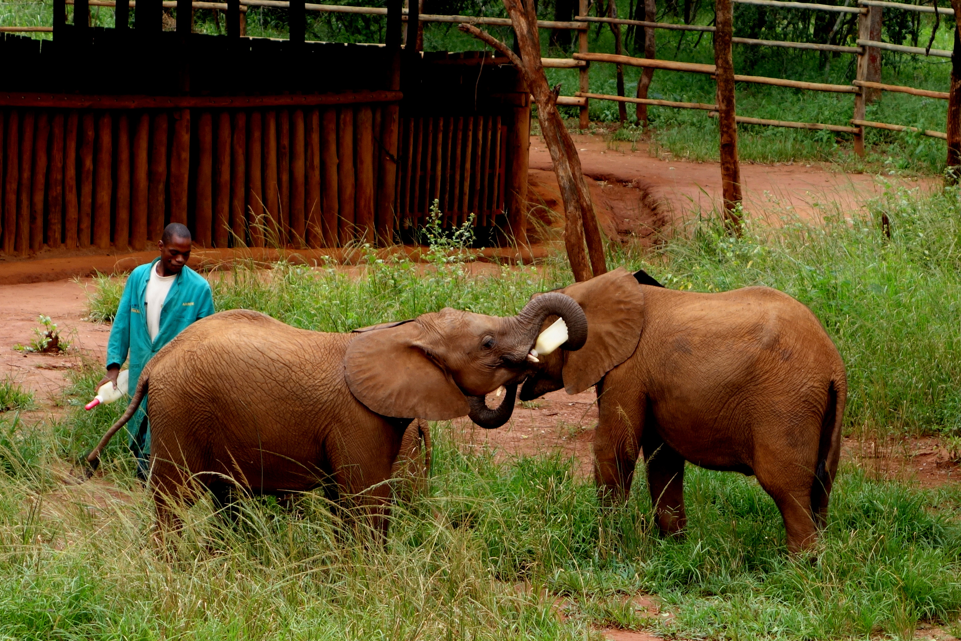 Lilayi Lodge and Elephant Nursery in Lusaka, Zambia